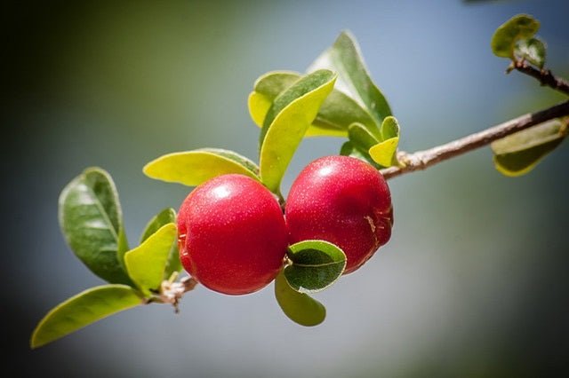 Cerezo Gordal Stark - Prunus avium - El Nou Garden
