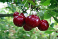 Cerezo Guindo ácido - Prunus cerasus - El Nou Garden