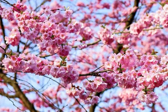 Cerezo japonés Kanzan - Prunus serrulata Kanzan - El Nou Garden
