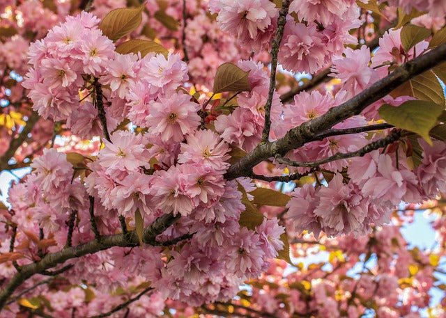 Cerezo japonés Kanzan - Prunus serrulata Kanzan - El Nou Garden