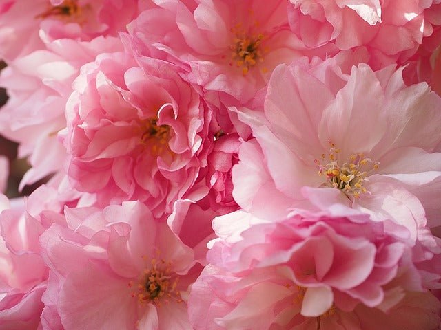 Cerezo japonés Kanzan - Prunus serrulata Kanzan - El Nou Garden