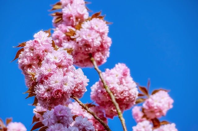 Cerezo japonés Kanzan - Prunus serrulata Kanzan - El Nou Garden
