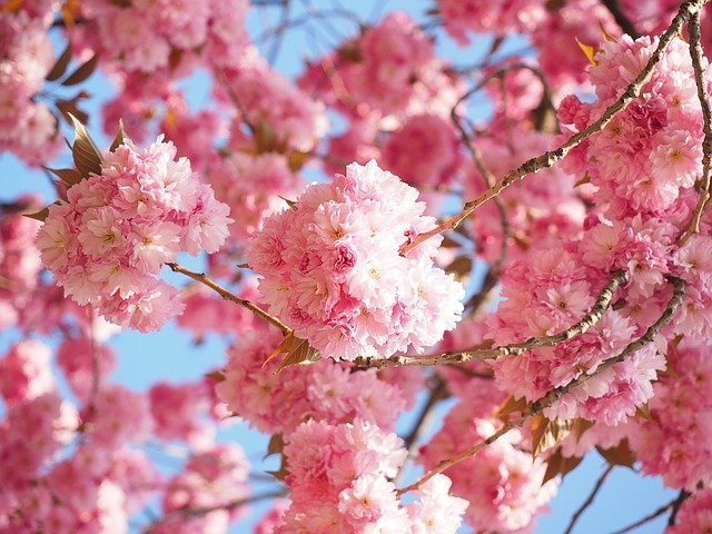 Cerezo japonés Kanzan - Prunus serrulata Kanzan - El Nou Garden