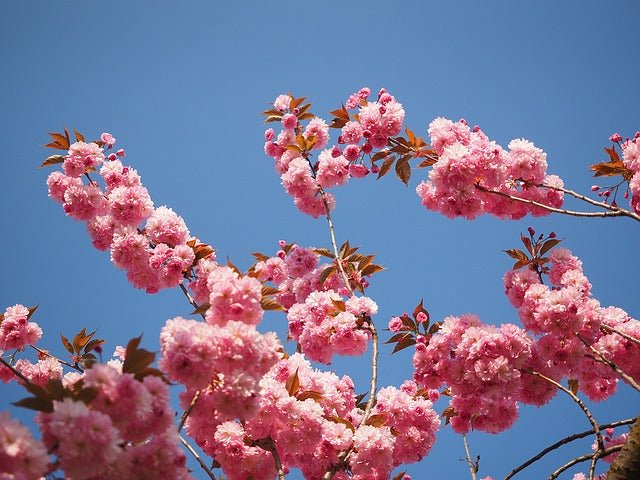 Cerezo japonés Kanzan - Prunus serrulata Kanzan - El Nou Garden