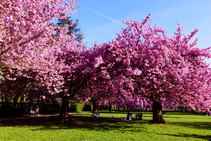 Cerezo japonés Kanzan - Prunus serrulata Kanzan - El Nou Garden