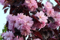 Cerezo japonés Royal Burgundy - Prunus serrulata - El Nou Garden