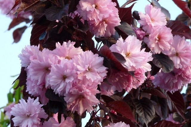 Cerezo japonés Royal Burgundy - Prunus serrulata - El Nou Garden
