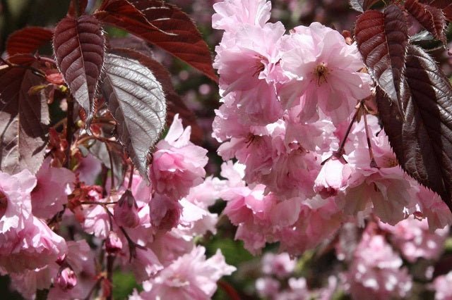 Cerezo japonés Royal Burgundy - Prunus serrulata - El Nou Garden