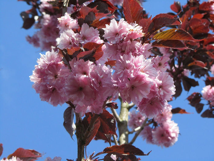 Cerezo japonés Royal Burgundy - Prunus serrulata - El Nou Garden