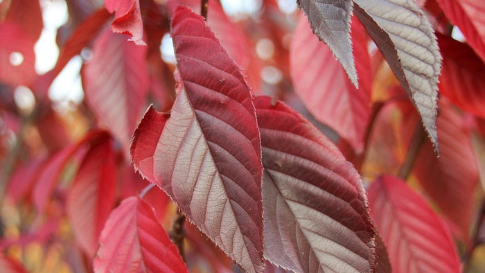 Cerezo japonés Royal Burgundy - Prunus serrulata - El Nou Garden