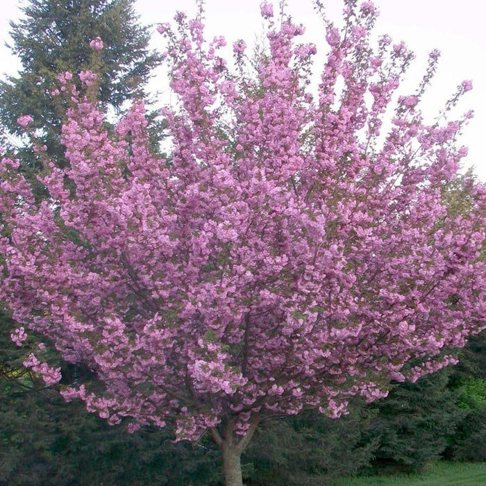 Cerezo japonés Royal Burgundy - Prunus serrulata - El Nou Garden