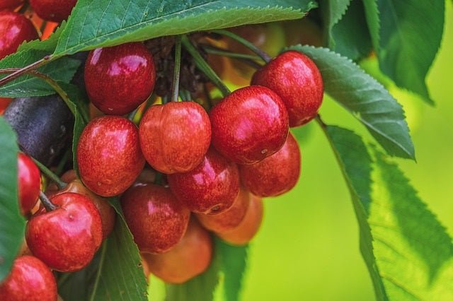 Cerezo Lapins - Prunus avium - El Nou Garden