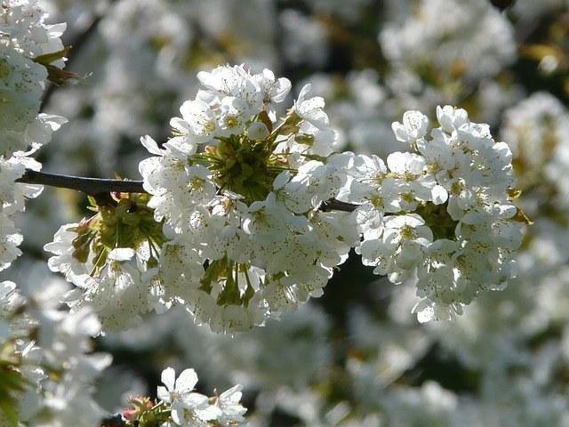 Cerezo Lapins - Prunus avium - El Nou Garden