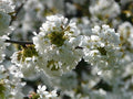 Cerezo Lapins - Prunus avium - El Nou Garden