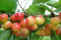 Cerezo Napoleón - Prunus avium - El Nou Garden