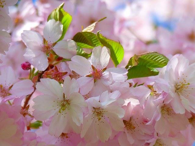 Cerezo Napoleón - Prunus avium - El Nou Garden
