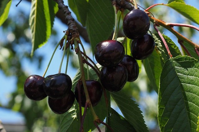 Cerezo Negro - Prunus avium - El Nou Garden