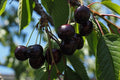 Cerezo Negro - Prunus avium - El Nou Garden
