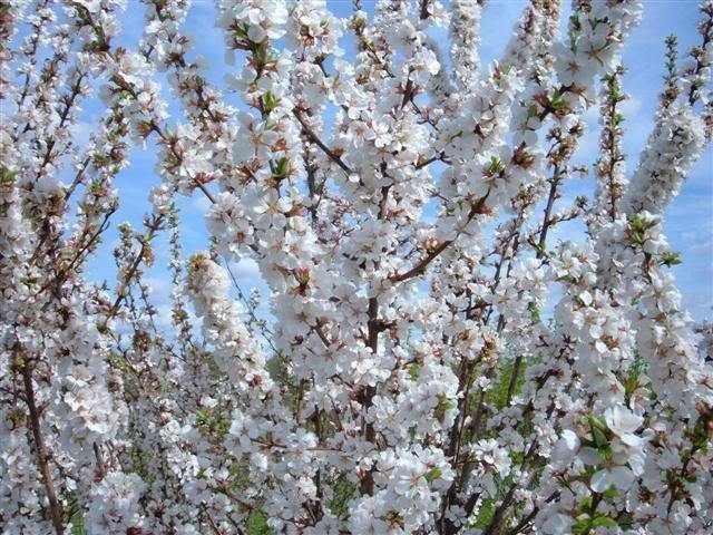 Cerezo Negro - Prunus avium - El Nou Garden