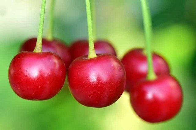 Cerezo New Star - Prunus avium - El Nou Garden