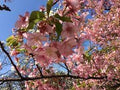 Cerezo New Star - Prunus avium - El Nou Garden