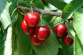 Cerezo Prime Giant - Prunus avium - El Nou Garden