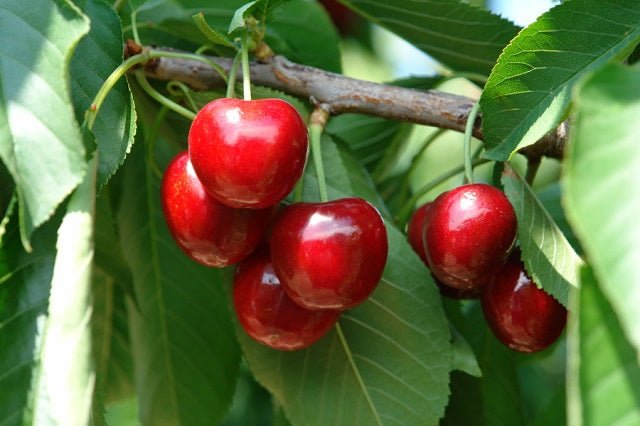 Cerezo Prime Giant - Prunus avium - El Nou Garden