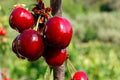 Cerezo Rojo - Prunus avium - El Nou Garden