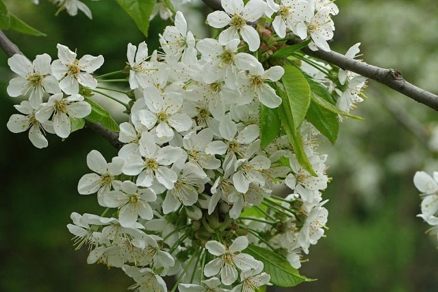 Cerezo silvestre - Prunus avium - Cerezo de monte - El Nou Garden