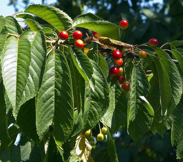 Cerezo silvestre - Prunus avium - Cerezo de monte - El Nou Garden