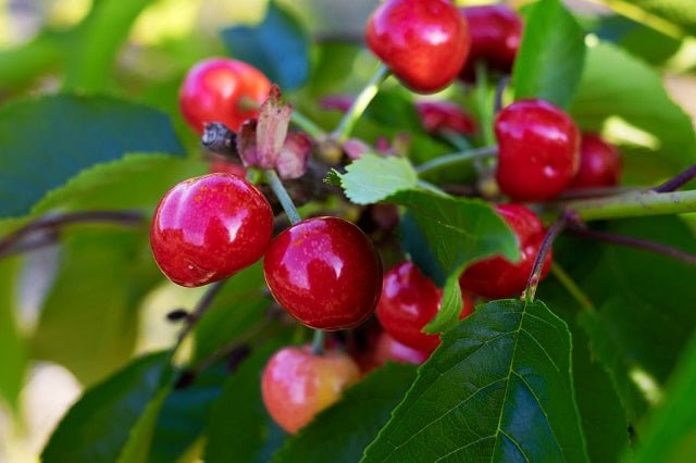 Cerezo Stark Hardy - Starking - Prunus avium - El Nou Garden