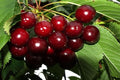 Cerezo Sunburst - Prunus avium - El Nou Garden