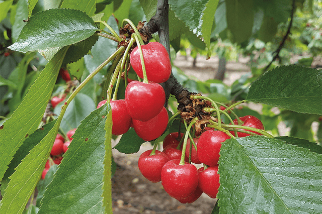 Cerezo Sweet Heart - Prunus avium - El Nou Garden
