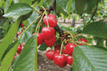 Cerezo Sweet Heart - Prunus avium - El Nou Garden