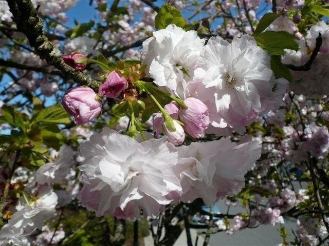 Cerezo Sweet Heart - Prunus avium - El Nou Garden