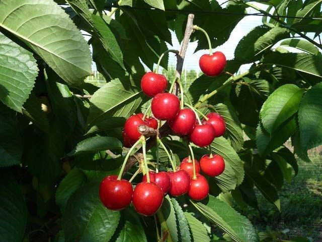 Cerezo Sweet Heart - Prunus avium - El Nou Garden