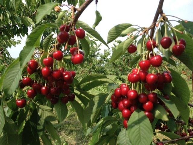 Cerezo Sweet Heart - Prunus avium - El Nou Garden