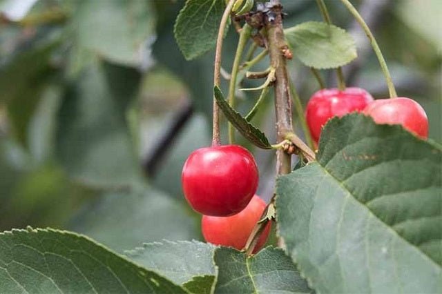 Cerezo Van - Prunus avium - El Nou Garden
