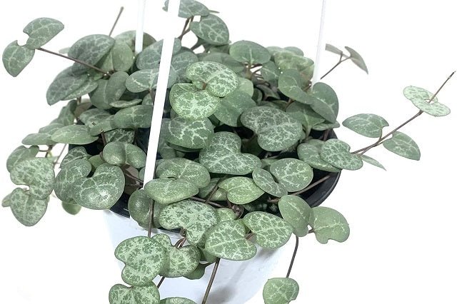 Ceropegia - Ceropegia woodii - El Nou Garden