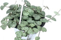 Ceropegia - Ceropegia woodii - El Nou Garden