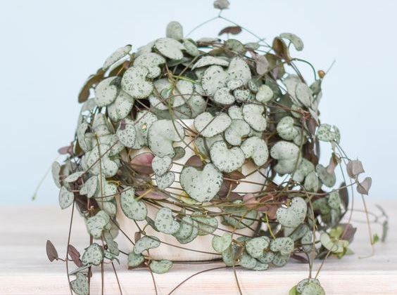 Ceropegia - Ceropegia woodii - El Nou Garden