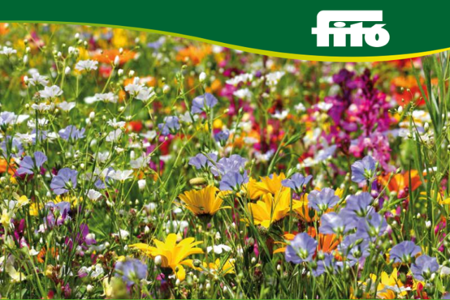 Césped florido enano - Semillas - Fitó - El Nou Garden