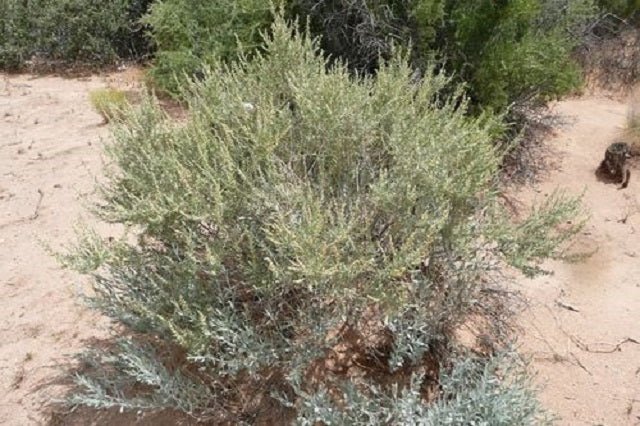 Chamiza - Atriplex canescens - El Nou Garden