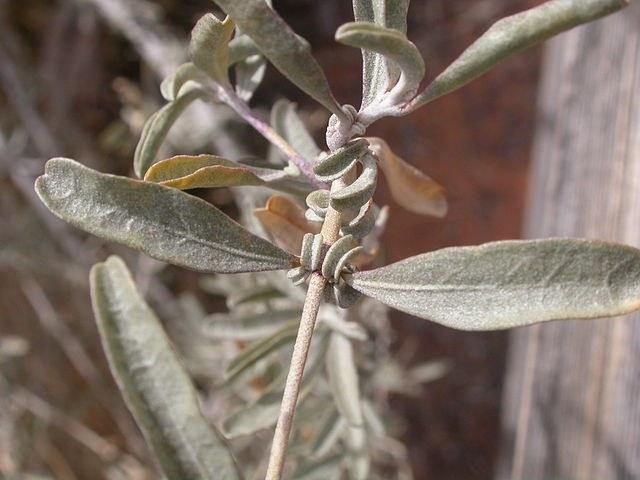 Chamiza - Atriplex canescens - El Nou Garden