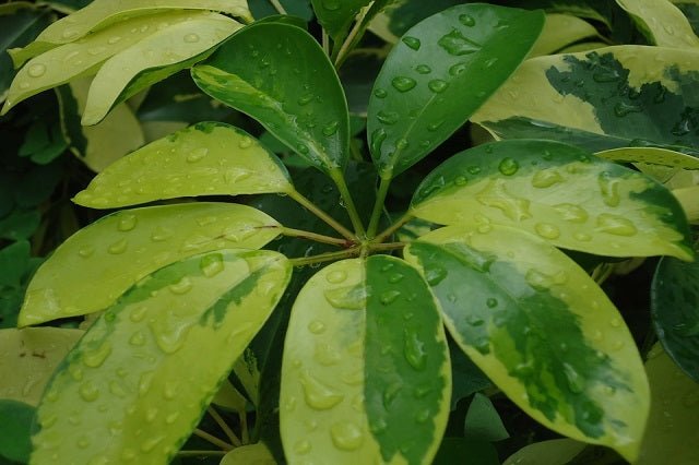 Cheflera - Schefflera arboricola - El Nou Garden
