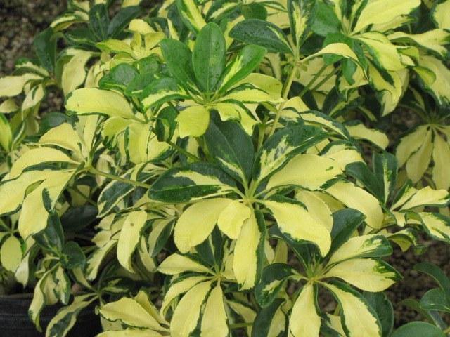 Cheflera - Schefflera arboricola - El Nou Garden