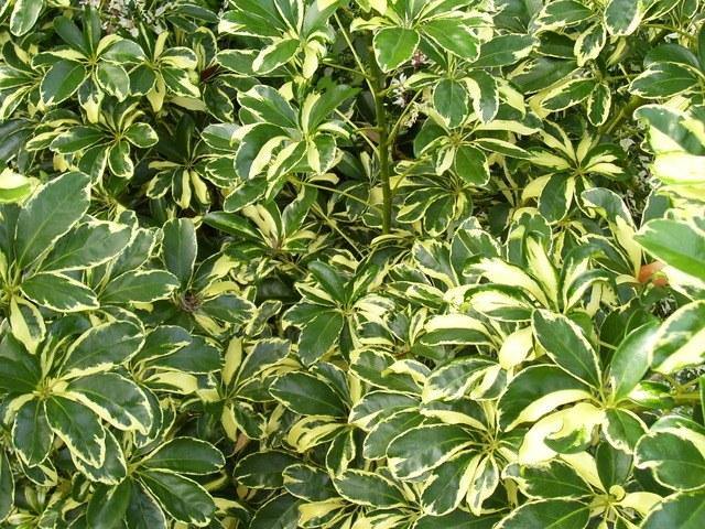 Cheflera - Schefflera arboricola - El Nou Garden