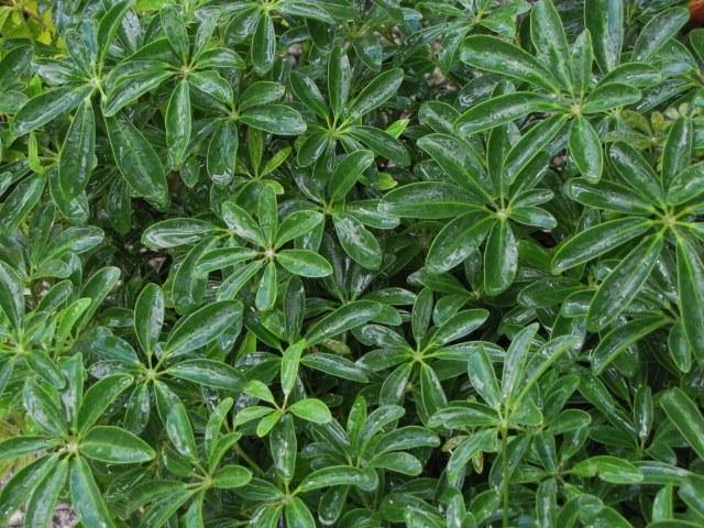 Cheflera - Schefflera arboricola - El Nou Garden