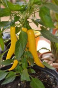 Chile Cayena amarillo - Capsicum annuum - Semillas naturales - El Nou Garden