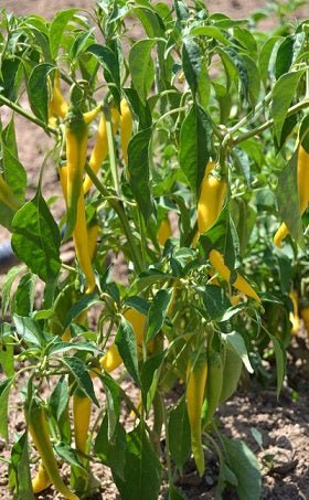 Chile Cayena amarillo - Capsicum annuum - Semillas naturales - El Nou Garden